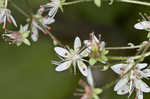 Golden eye saxifrage